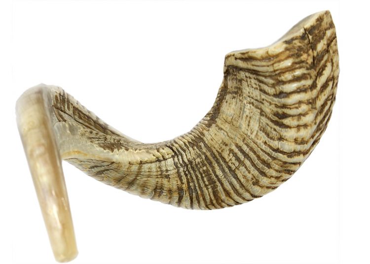 ProShofar 20-22 Kudu Shofar Kosher and Half Polished ProShofar 20-22 Kudu Shofar Kosher and Half Polished