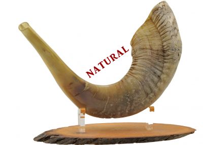 Ram's Horn Shofar - X Large -  Natural