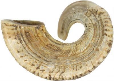 Rare Jericho Shofar from Israel - Highest Quality Ram Horn With A Polished Finish