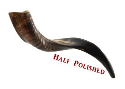 Yemenite Kudu Shofar - Small - Half Polished 16 - 20