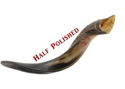 Yemenite Kudu Shofar -  Medium - Half Polished 22 - 26