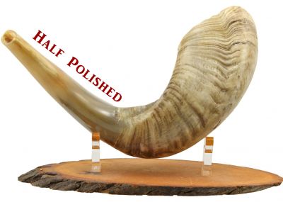 Ram's Horn Shofar  - Medium -  Half  Polished