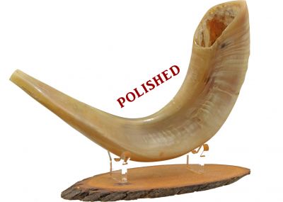 Ram's Horn Shofar  - Medium - Polished