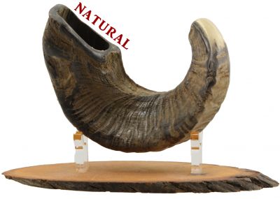 Ram's Horn Shofar  - Medium -  Natural