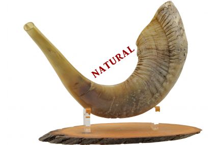 Ram's Horn Shofar - X Large -  Natural