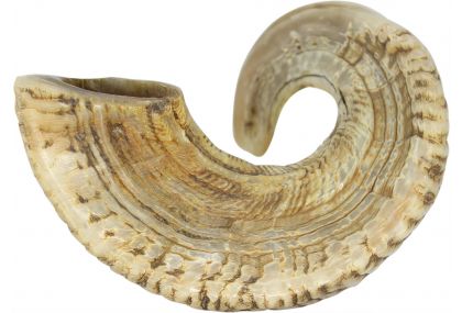 Rare Jericho Shofar from Israel - Highest Quality Ram Horn With A Polished Finish