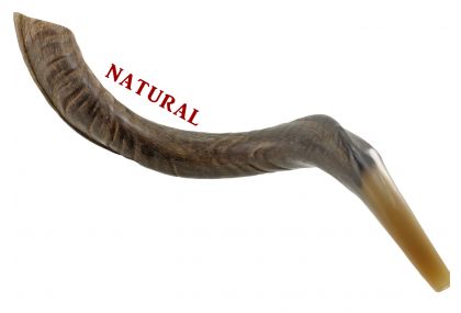 Yemenite Kudu Shofar - X Large - Natural 36 -42