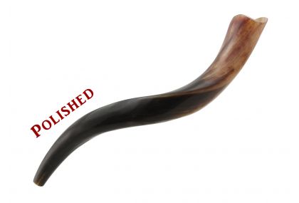 Yemenite Kudu Shofar - Small -  Polished 16 - 22