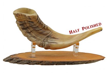 Ram's Horn Shofar for Sale, Buy a Shofar From Israel  - Small - Half Polished