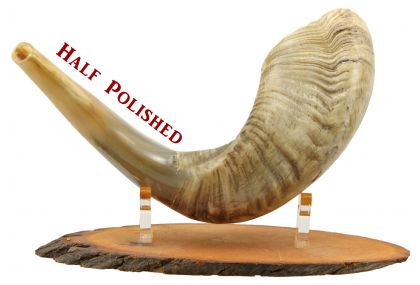 Ram's Horn Shofar  - Medium -  Half  Polished