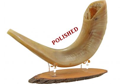 Ram's Horn Shofar  - Medium - Polished