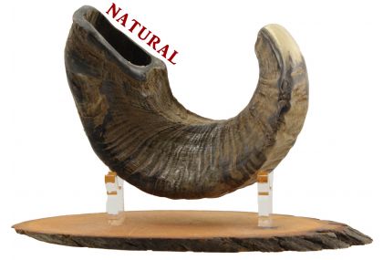 Ram's Horn Shofar  - Medium -  Natural