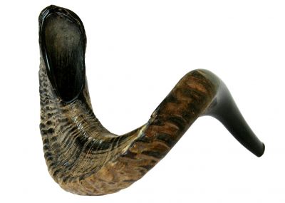 Ram's Horn Shofar - Large - Half Polished