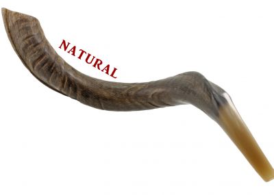 Yemenite Kudu Shofar - X Large - Natural 32-36