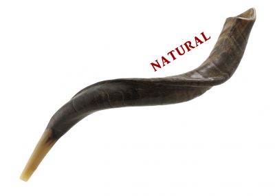 Yemenite Medium Shofar -  Medium - Natural 20-24