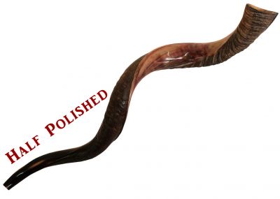 Yemenite Kudu Shofar - Huge -  Half Polished 44"-48"