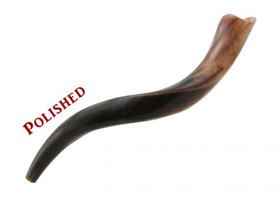 Yemenite Kudu Shofar - Small - Polished 16 - 20