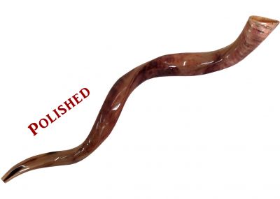 Yemenite Kudu Shofar - Large - Polished 28 - 32