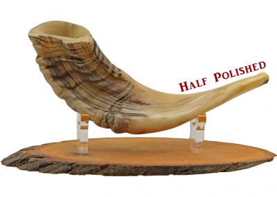 Ram's Horn Shofar for Sale, Buy a Shofar From Israel - Small - Half Polished