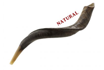 Yemenite Medium Shofar - Medium - Natural 20-24