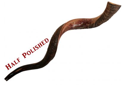 Yemenite Kudu Shofar - Huge - Half Polished 44"-48"