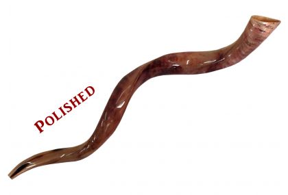 Yemenite Kudu Shofar - X Large - Polished 32-36