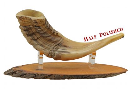 Ram's Horn Shofar for Sale, Buy a Shofar From Israel - Small - Half Polished