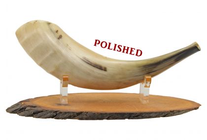 Ram's Horn Shofar - Small - Polished