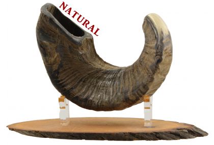 Ram's Horn Shofar - Medium - Natural